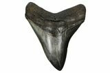 Serrated, Fossil Megalodon Tooth - South Carolina #173894-1